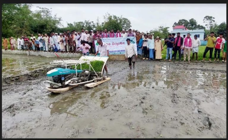 মুরাদনগরে সমালয় পদ্ধতিতে ধানের চারা রোপণ শুরু