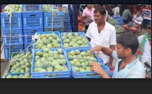 আমের রাজধানী হিসেবে খ্যাত নওগায় আমের দাম ভালো পেয়ে চাষীরা খুব খুশি