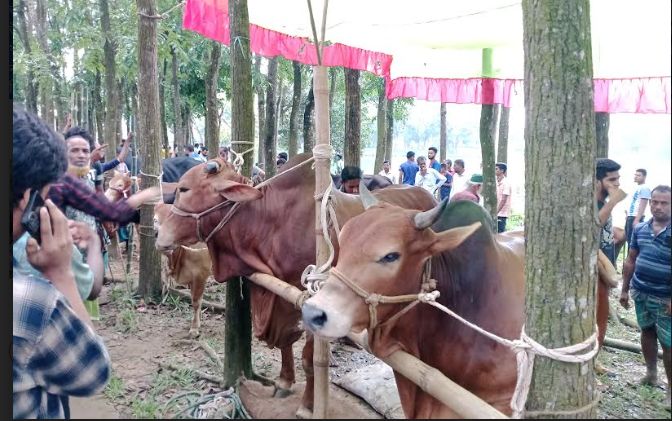 বেচাকেনা তুঙ্গে  বুড়িচংয়ে জমে উঠেছে কোরবানির পশুর হাট