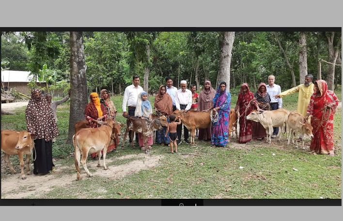 ঝিনাইদহে বিনামুল্যে গরুর বাছুর বিতরণ