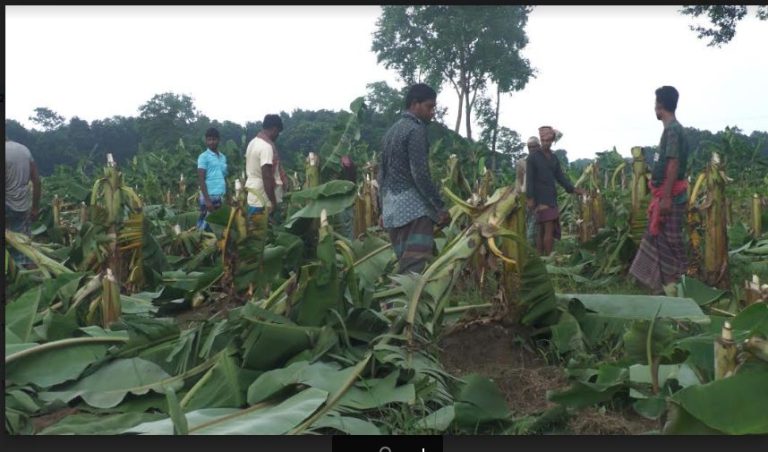 ঝিনাইদহ শৈলকুপায় সামাজিক দ্বন্দ্বের  বলি ২৫ কৃষকের ১০ হাজার কলাগাছ!