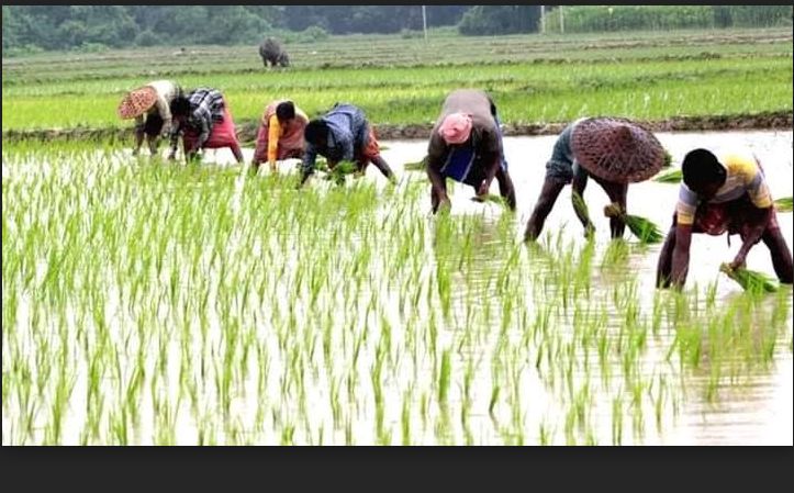 বরেন্দ্র অঞ্চলে রোপা আমন ধান রোপনে ব্যস্ত চাষীরা