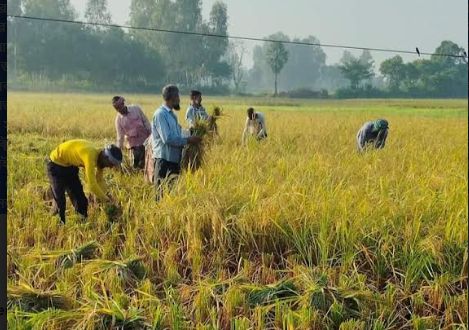 বরেন্দ্র অঞ্চলের আউশ ধান কাটা শুরু   বাম্পার ফলনের সম্ভাবনা