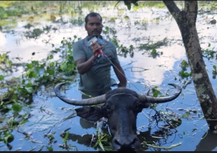 বন্যার পানিতে মহিষের পিঠে চড়ে ঘুরে বেড়ান ইয়াছিন