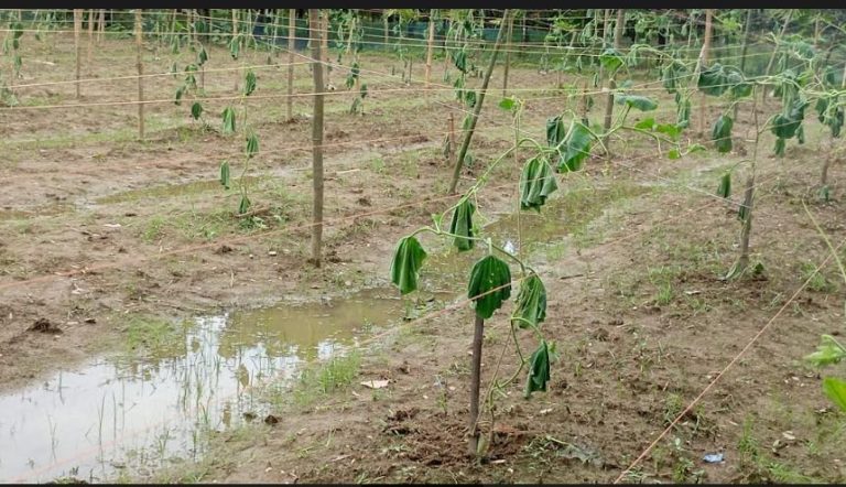 রানীশংকৈলে রাতের আধারে ১ বিঘা জমির লাউ গাছ কেটে দিলো দুর্বৃত্তরা