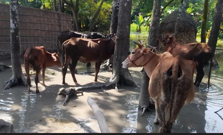 ব্রাহ্মণপাড়ায় গো-খাদ্যের চরম সংকট