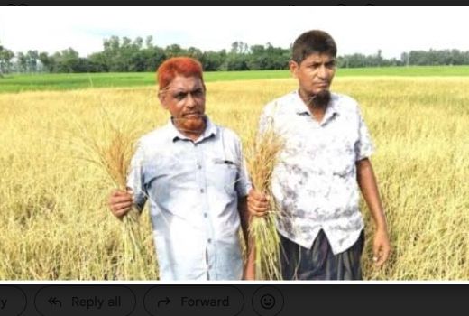 ধামইরহাটে প্রতিপক্ষের রাসায়নিক বিষ প্রয়োগে  কৃষকের ধানক্ষেত বিনষ্ট