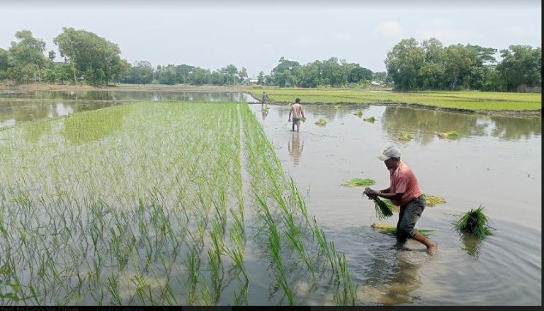 ব্রাহ্মণপাড়ায় রোপা আমন চাষাবাদে কৃষকের শঙ্কা