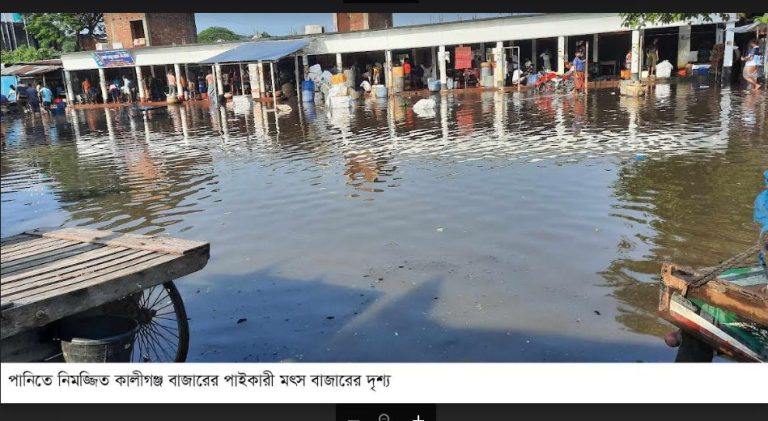 টানা বর্ষনে কালীগঞ্জে ৫’শ হেক্টর ফসল পানিতে নিমজ্জিত,ভেসে গেছে পুকুরের মাছ, ৫ কোটি টাকার ক্ষয়ক্ষতির আশংকা