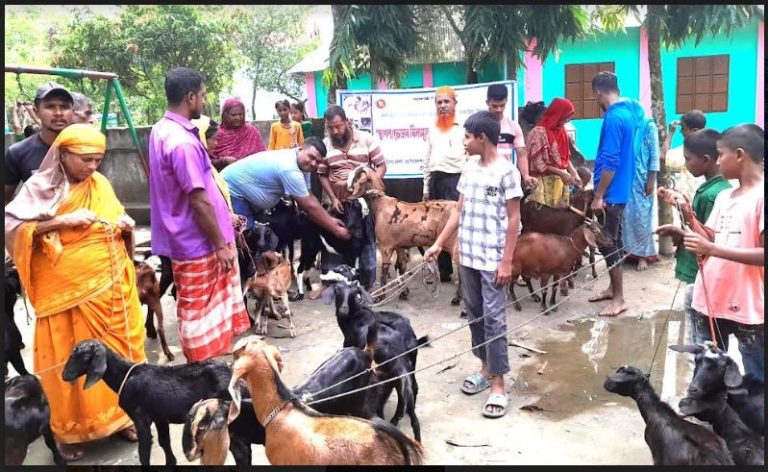 ব্রাহ্মণপাড়ায় শুরু হয়েছে ১০ দিনব্যাপী ছাগল-ভেড়ার পিপিআর টিকাদান কর্মসূচি