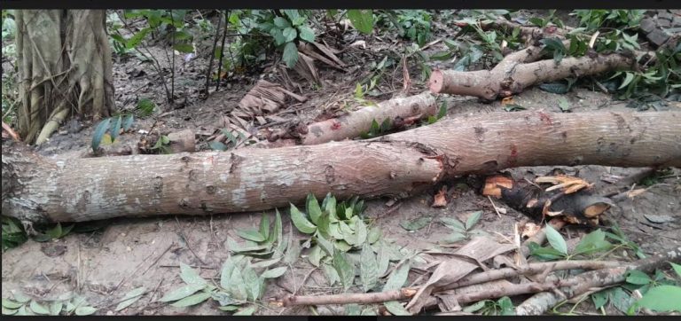 ঝিনাইদহে জোরপুর্বক জমি দখলের অভিযোগ, কাটা হলো ফলজ-বনজ গাছ