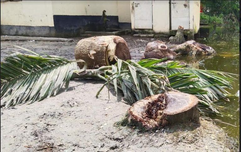 মুরাদনগরে অনুমতি ছাড়াই স্কুলের গাছ কেটে নেওয়ার অভিযোগ