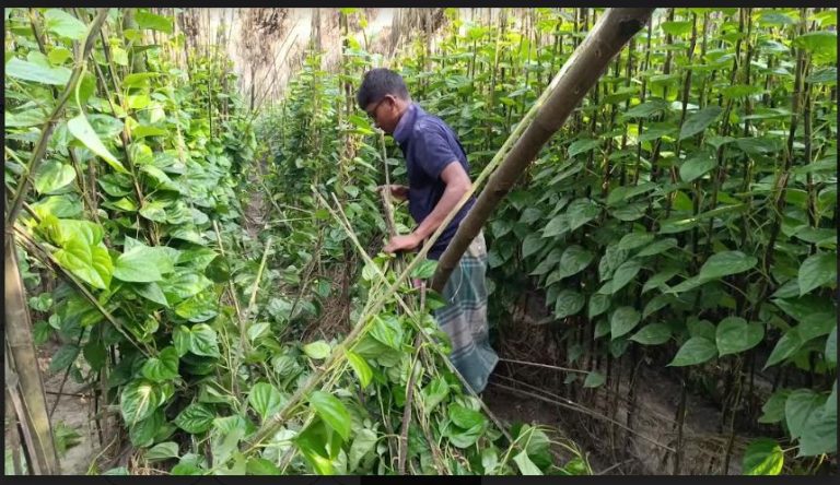 ঝিনাইদহে ৩ কৃষকের ২ বিঘা জমির পান বরজ কেটে দিয়েছে দুর্বত্তরা