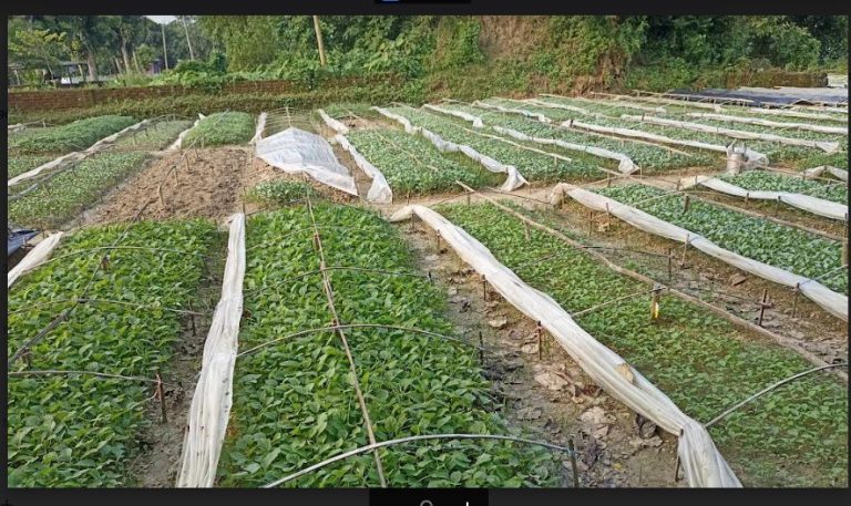 আবহাওয়া অনুকূলে নেই  বুড়িচংয়ের ময়নামতিতে ফুলকপি চারা উৎপাদনকারীদের দুর্দিন