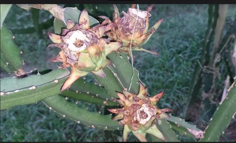 ঝিনাইদহের কালীগঞ্জে ড্রাগনে মড়কের থাবা আতংকে ড্রাগন চাষীরা