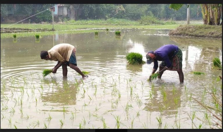 বুড়িচং -ব্রাহ্মণপাড়ায় টানা তিন দিনের বৃষ্টিতে তলিয়ে গেছে রোপা-আমন।।  দুশ্চিন্তায় কৃষকেরা