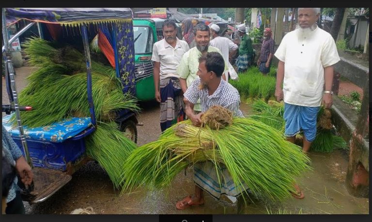 ক্রেতা বিক্রেতায় সরগরম ব্রাহ্মণপাড়ার ধানের চারার হাট