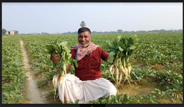 গোমতীর চরে কৃষকদের ঘুরে দাঁড়ানোর চেষ্টা  (কুমিল্লা সদর, বুড়িচং সহ বিভিন্ন এলাকার কৃষকরা ব্যস্ত সময় পার করছেন)