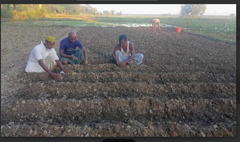 ব্রাহ্মণপাড়ায় শীতকালীন সবজি চাষে ব্যস্ত সময় পার করছে কৃষকেরা