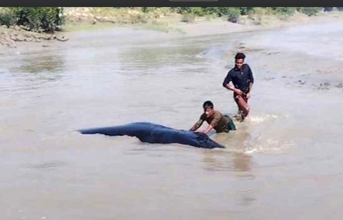 নোয়াখালীর ডুবোচরে ভেসে এলো বিশালাকৃতির তিমি