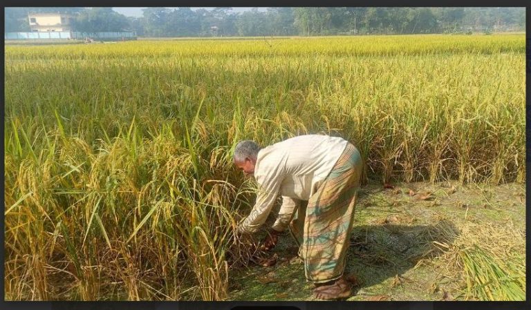 ব্রাহ্মণপাড়ায় রোপা আমন ধানের বাম্পার ফলন, কৃষকের মুখে হাসি