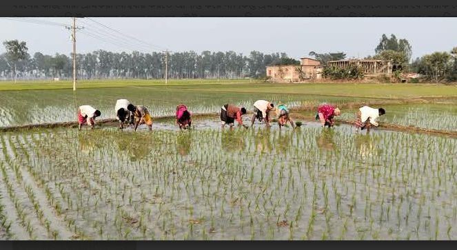 বরেন্দ্র অঞ্চলে মজুরী নিয়ে বৈষম্যের শিকার নারী শ্রমিকেরা