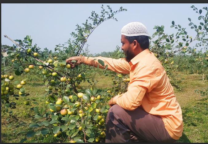 কুমিল্লায় বড়ই চাষে ভাগ্য ফিরেছে ইউনুছের