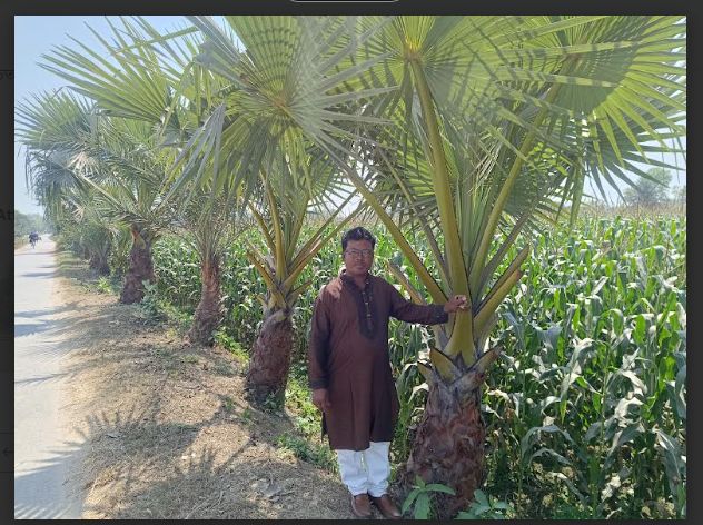 বজ্রপাত রোধে ঝিনাইদহের ‘গাছপাগল’ জহির রায়হানের ব্যতিক্রমী উদ্যোগ