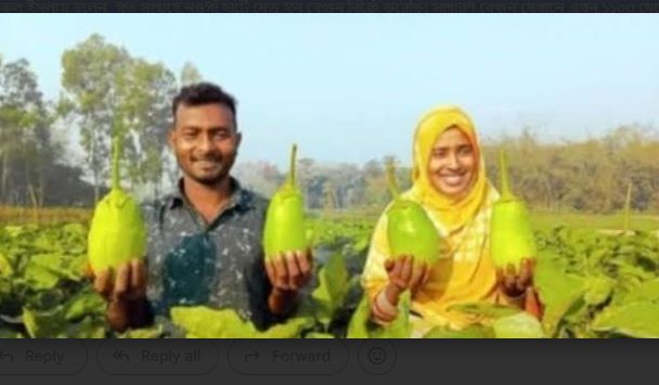 নতুন জাতের লাউ-বেগুন চাষ করে আলোড়ন সৃষ্টি করছে রফিকুল ইসলাম