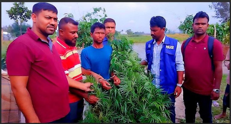জামালপুরে গাঁজা গাছসহ আটক -১