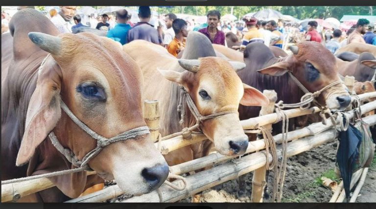 ব্রাহ্মণপাড়ায় ঈদুল আযহাকে ঘিরে পশু বিক্রির জন্য প্রস্তুত খামারীরা