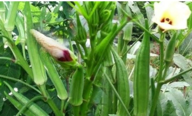ভালো দাম পেয়ে বরেন্দ্র অঞ্চলের ঢেঁড়শ চাষিরা খুব খুশি